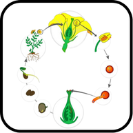 উদ্ভিদ প্রজনন