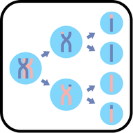 কোষ বিভাজন