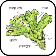 ব্রায়োফাইটা ও টেরিডোফাইটা