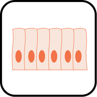 টিস্যু ও টিস্যুতন্ত্র