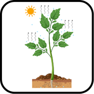 উদ্ভিদ শারীরতত্ত্ব