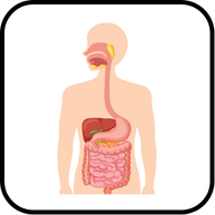 পরিপাক ও শোষণ